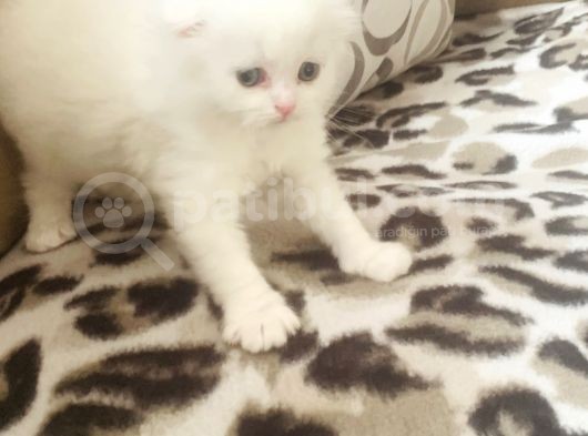 Bir Buçuk Aylık Beyaz Scottish Fold Yavrularımız görsel