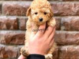 Tüy Dökmeyen Koku Yapmayan Toy Poodle Yavrumuz