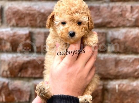Tüy Dökmeyen Koku Yapmayan Toy Poodle Yavrumuz görsel