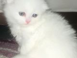 Bir Buçuk Aylık Beyaz Scottish Fold Yavrularımız
