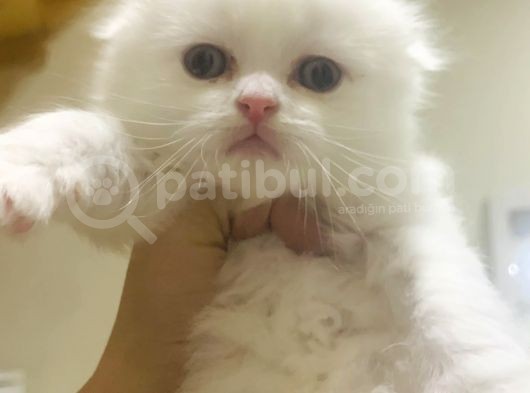 Bir Buçuk Aylık Beyaz Scottish Fold Yavrularımız görsel