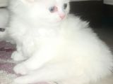 Bir Buçuk Aylık Beyaz Scottish Fold Yavrularımız
