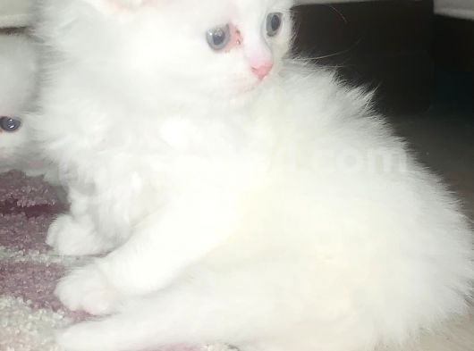 Bir Buçuk Aylık Beyaz Scottish Fold Yavrularımız görsel