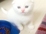 Bir Buçuk Aylık Beyaz Scottish Fold Yavrularımız
