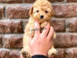 Tüy Dökmeyen Koku Yapmayan Toy Poodle Yavrumuz