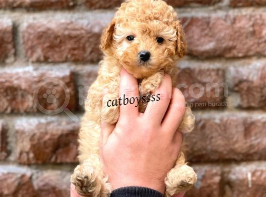 Tüy Dökmeyen Koku Yapmayan Toy Poodle Yavrumuz görsel