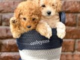 Sevimli Apricot Toy Poodle Kardeşler
