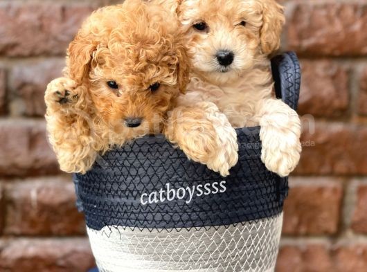 Sevimli Apricot Toy Poodle Kardeşler