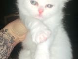Bir Buçuk Aylık Beyaz Scottish Fold Yavrularımız