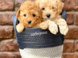 Sevimli Apricot Toy Poodle Kardeşler