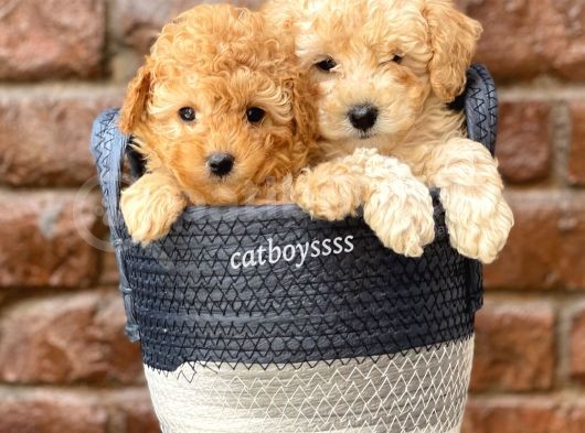 Sevimli Apricot Toy Poodle Kardeşler görsel