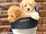 Sevimli Apricot Toy Poodle Kardeşler