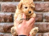 Tüy Dökmeyen Koku Yapmayan Toy Poodle Yavrumuz