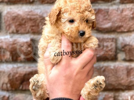 Tüy Dökmeyen Koku Yapmayan Toy Poodle Yavrumuz görsel