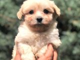 Özel Irk Maltipoo Yavrumuz
