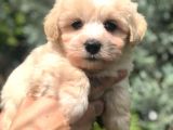 Kaliteli Irk Maltipoo Yavrumuz