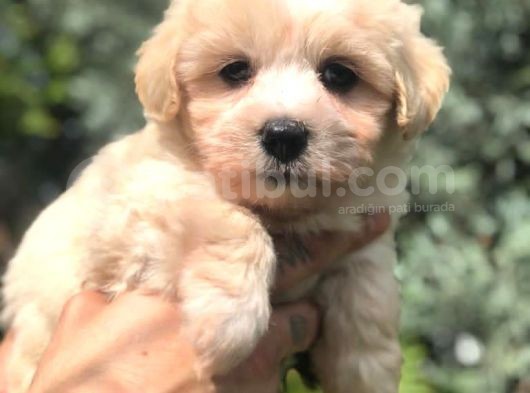 Kaliteli Irk Maltipoo Yavrumuz görsel