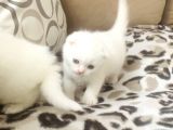 Bir Buçuk Aylık Beyaz Scottish Fold Yavrularımız