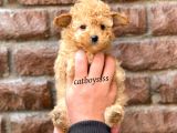 Tüy Dökmeyen Koku Yapmayan Toy Poodle Yavrumuz