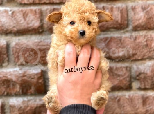 Tüy Dökmeyen Koku Yapmayan Toy Poodle Yavrumuz