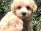 Kaliteli Irk Maltipoo Yavrumuz