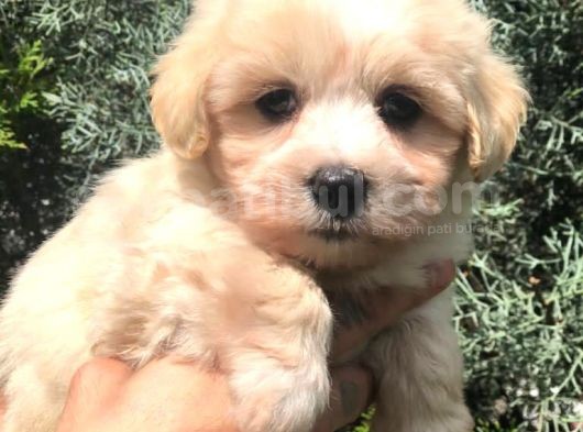 Kaliteli Irk Maltipoo Yavrumuz