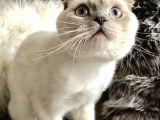 Sevimli Scottish Fold Erkeğimiz