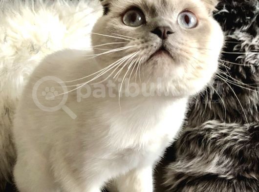Sevimli Scottish Fold Erkeğimiz