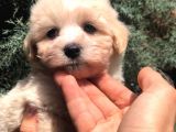 Özel Irk Maltipoo Yavrumuz