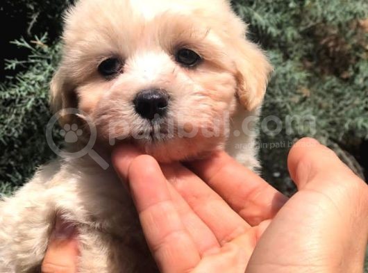 Özel Irk Maltipoo Yavrumuz görsel