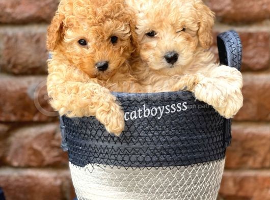 Sevimli Apricot Toy Poodle Kardeşler görsel