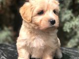 Dizayn Irk Maltipoo Yavrumuz