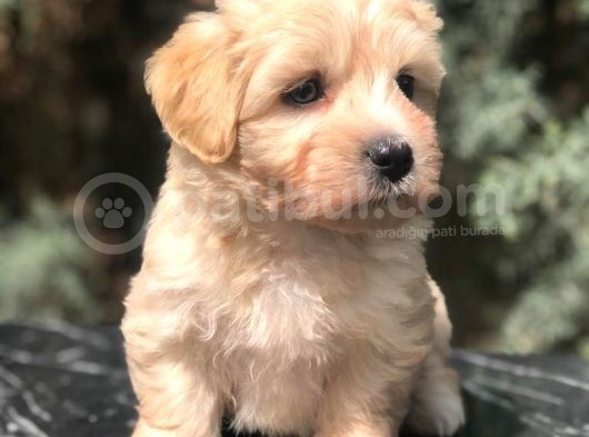 Dizayn Irk Maltipoo Yavrumuz görsel