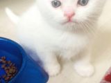 Bir Buçuk Aylık Beyaz Scottish Fold Yavrularımız