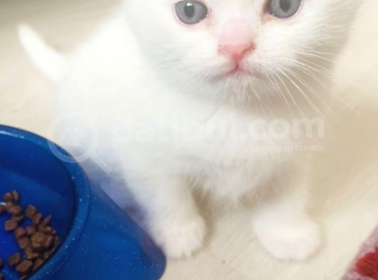Bir Buçuk Aylık Beyaz Scottish Fold Yavrularımız görsel