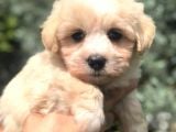 Kaliteli Irk Maltipoo Yavrumuz