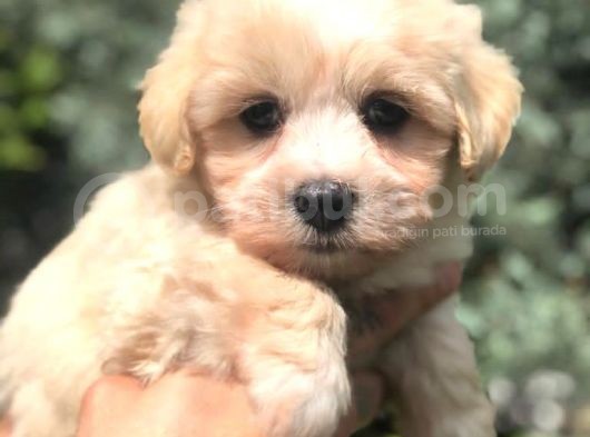 Kaliteli Irk Maltipoo Yavrumuz görsel