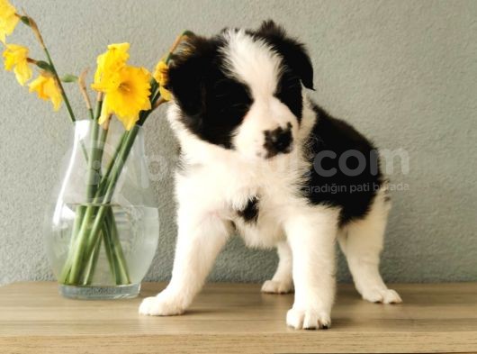 Border Collie görsel