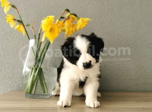 Border Collie görsel