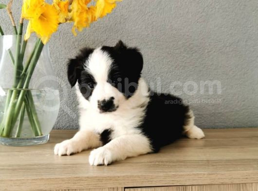 Border Collie görsel