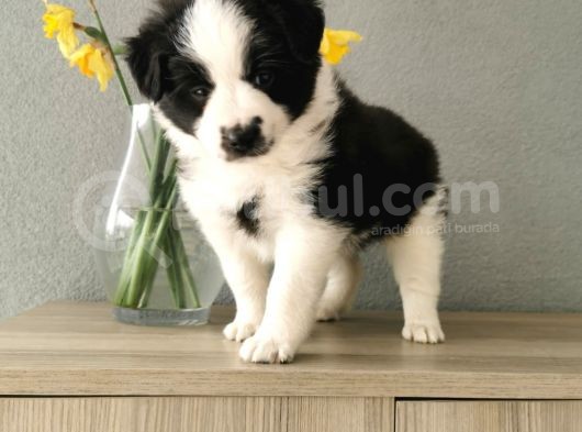 Border Collie