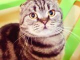 Scottish Fold Gold Tabby Dişi Erkek Yavrular Baba British Gold