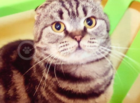Scottish Fold Gold Tabby Dişi Erkek Yavrular Baba British Gold görsel