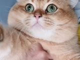 Scottish Fold Gold Tabby Dişi Erkek Yavrular Baba British Gold