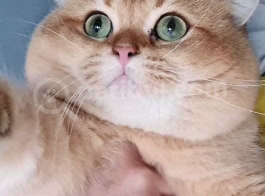 Scottish Fold Gold Tabby Dişi Erkek Yavrular Baba British Gold görsel