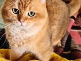 Scottish Fold Gold Tabby Dişi Erkek Yavrular Baba British Gold