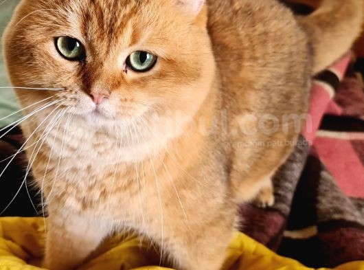 Scottish Fold Gold Tabby Dişi Erkek Yavrular Baba British Gold görsel