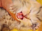 Scottish Fold Gold Tabby Dişi Erkek Yavrular Baba British Gold