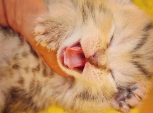 Scottish Fold Gold Tabby Dişi Erkek Yavrular Baba British Gold görsel