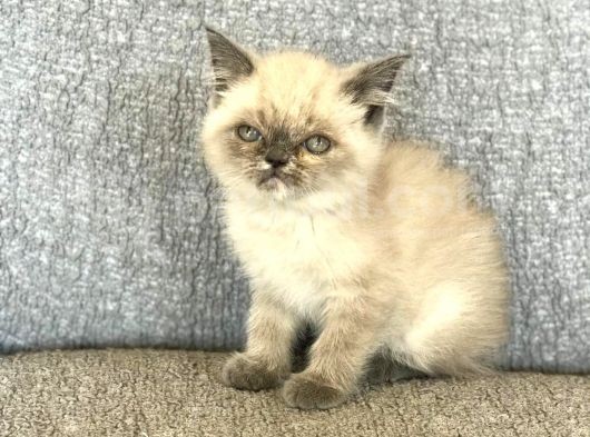 Orijinal Blue Point Erkek görsel